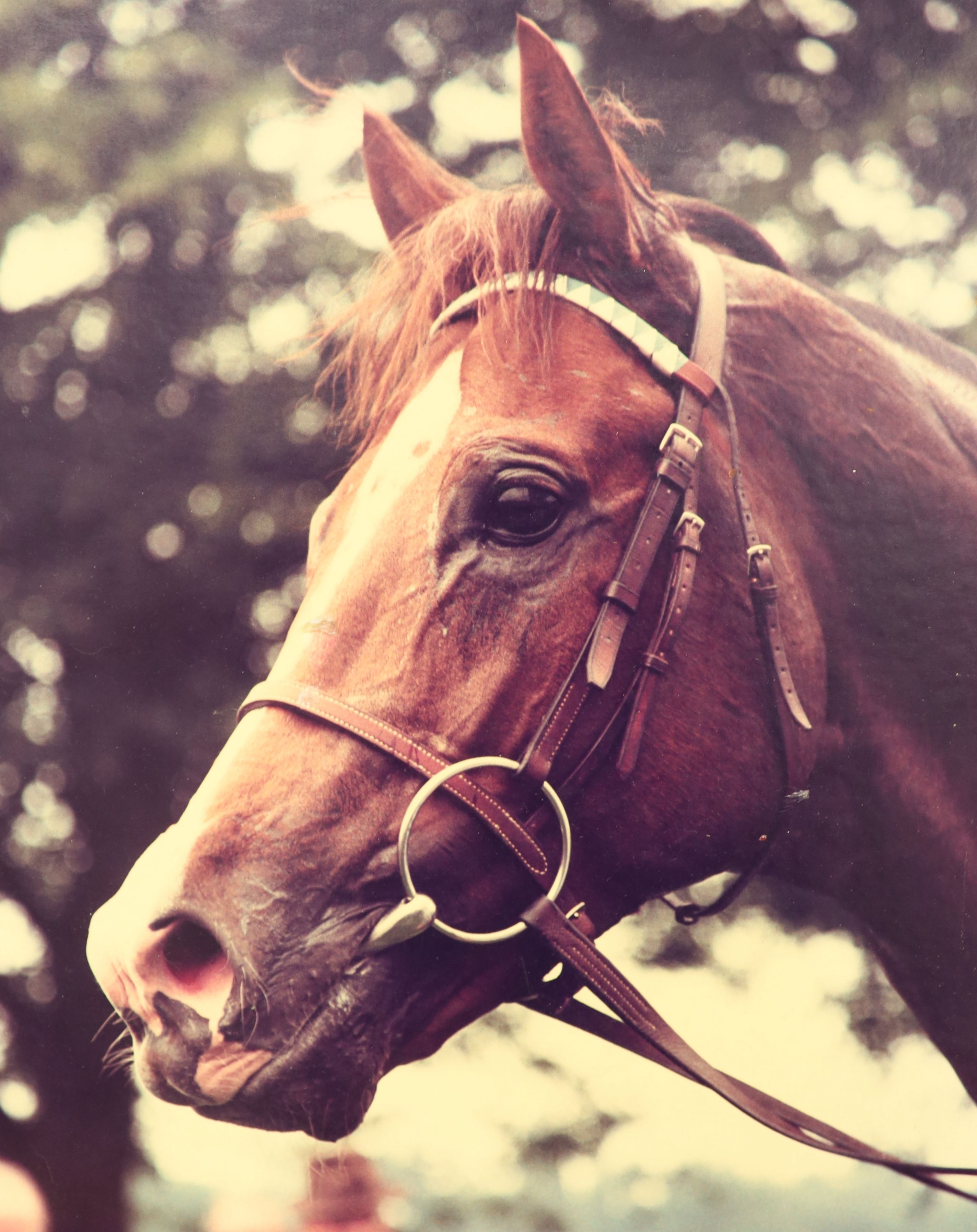 S.L. Crawford, limited edition print, Nashwan, signed by the jockey, 50 x 65cm and a photograph of a horse